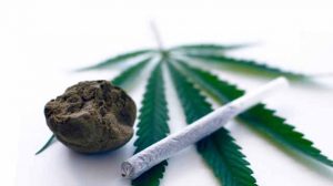 Marihuana Konopla Новости Чехии наркотики