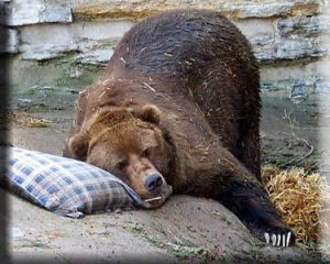 Medved Sleeping-Bear Новости Чехии Медведь